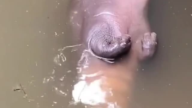 Baby hippo had everyone worried