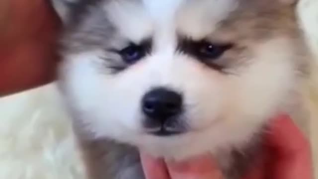 The Husky puppy with the cutest eyes in the worldcute dogs_funny dogs