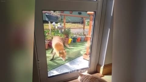 Funniest Cats and Dogs Funny Animal Videos 2024