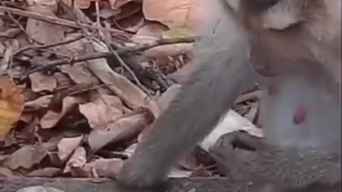 amazing animal birth - monkey