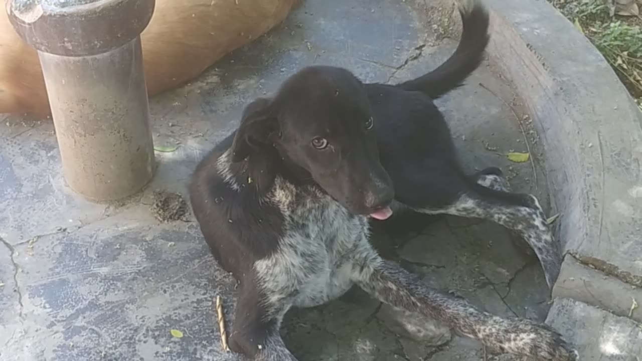 Dogs act funny dance