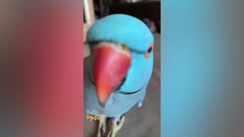 SMART AND FUNNY PARROTS TRY NOT TO LAUGH Funny Pets