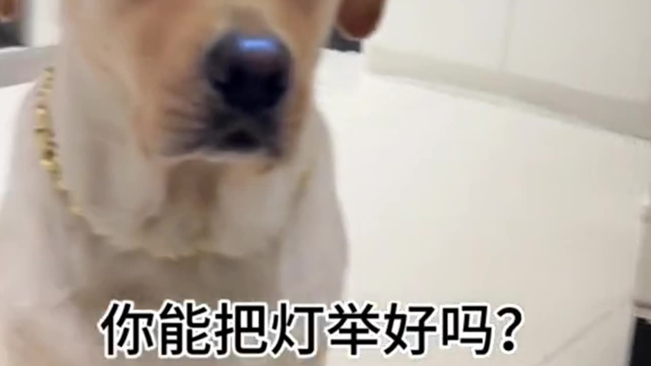 Dog funny video 2023