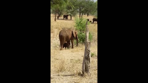 A Herd of Elephants