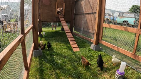 Chickens firstexposure to their new digs