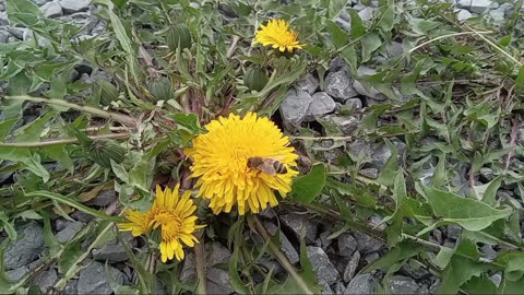 Bees Are Out Working