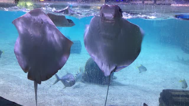 Kids with Sting Rays