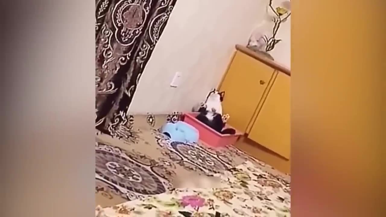 Funny Cats and Dogs