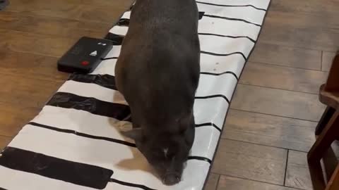 #lifewithapig