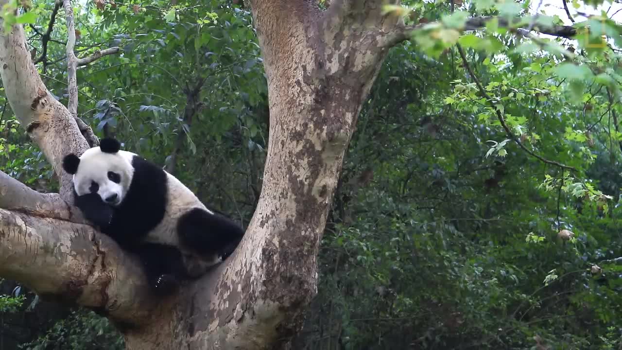 Giant Pandas 101 | Nat Geo Wild