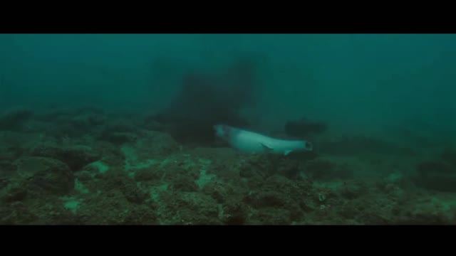 There are many interesting fish in the beautiful ocean