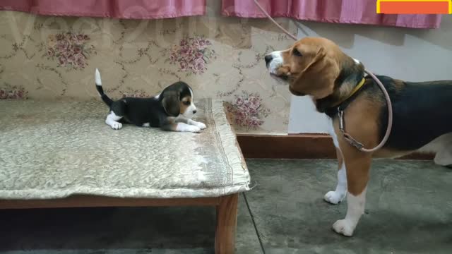 Deep Conversation Between Father &Daughter Dogs