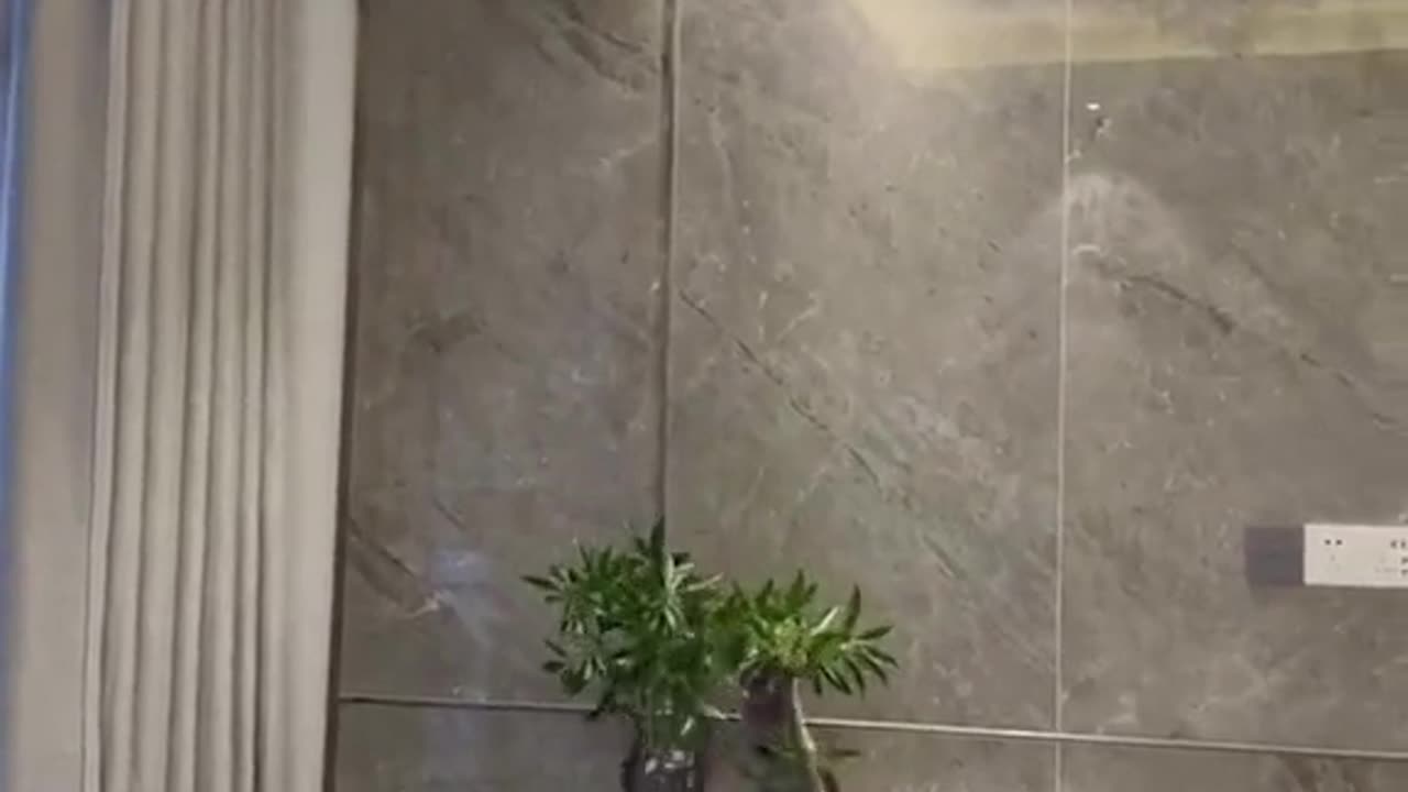 Funny Cat😂