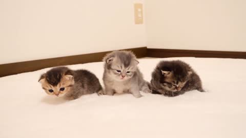 It's impossible to take your eyes off walking kittens