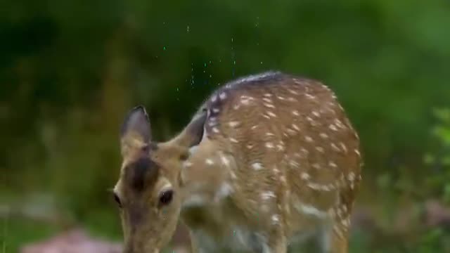 Sika deer