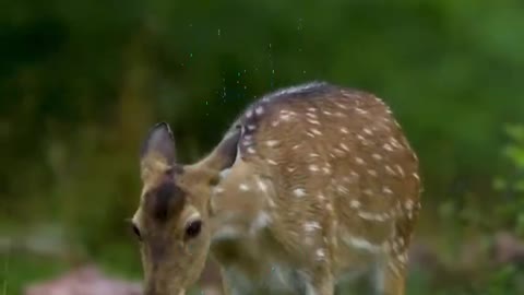 Sika deer