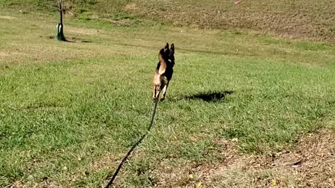 GERMAN shepherd Playing