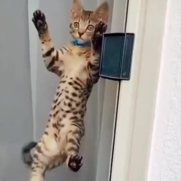 Cat funny video....