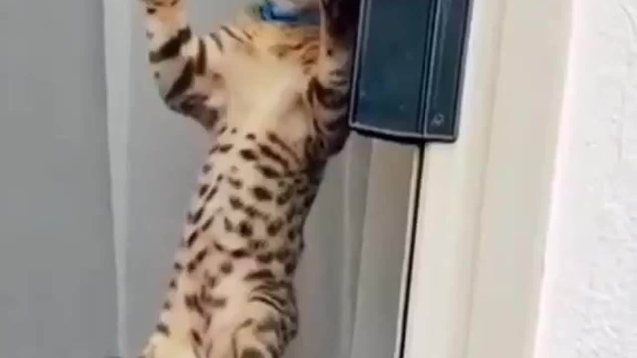 Cat funny video....