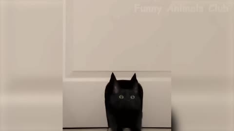 Cat video new 🤣🤣🤣