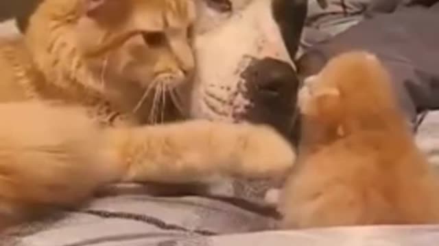 Mommy cat introduces new kitten to doggy friend