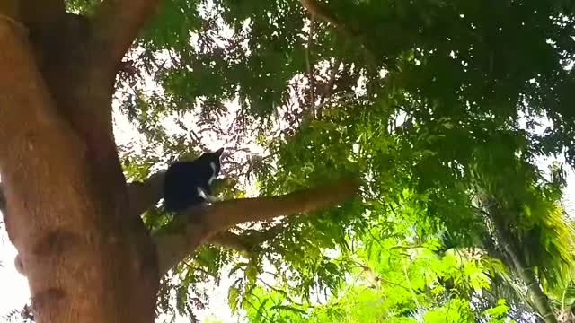 The cat is very helpless in it and could not get down after climbing the tree