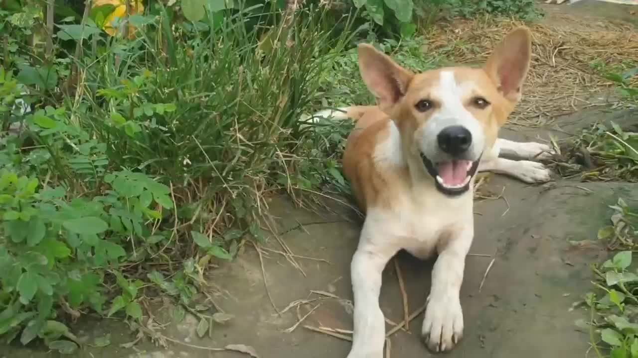 dog is having fun with the game