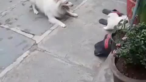 Funny dog