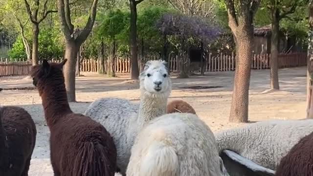 alpacas