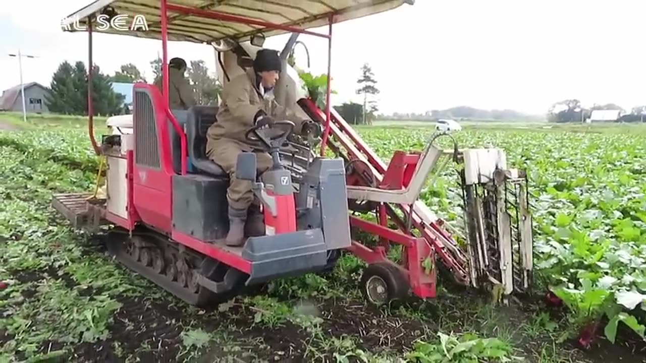 Asian Radish Harvesting Modern Machine - Radish Processing Japan Agriculture Farm
