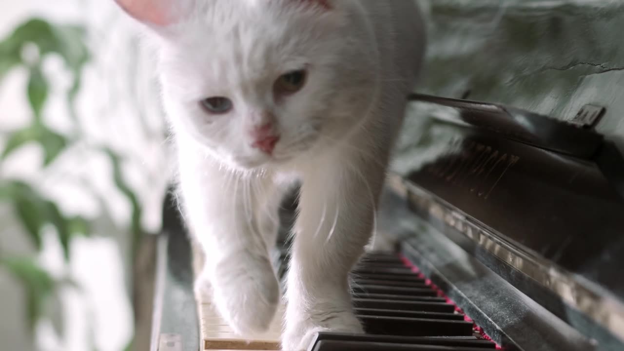 Cat Playing with Piano