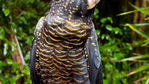 funny paroot , Crowned Black Parrot