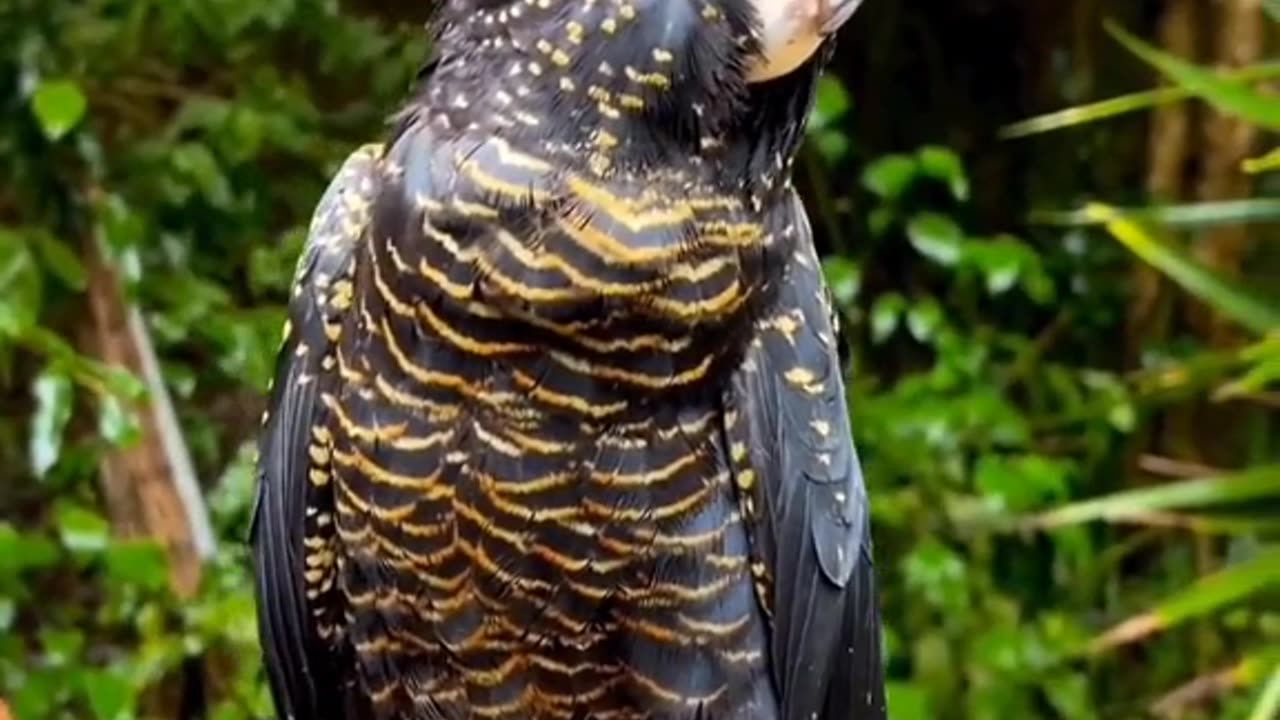 funny paroot , Crowned Black Parrot