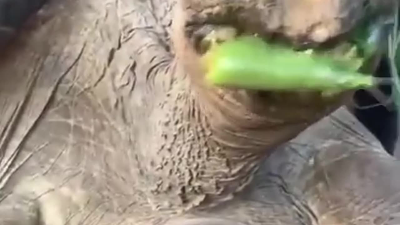 BEST FUNNY ANIMAL VIDEO 2023