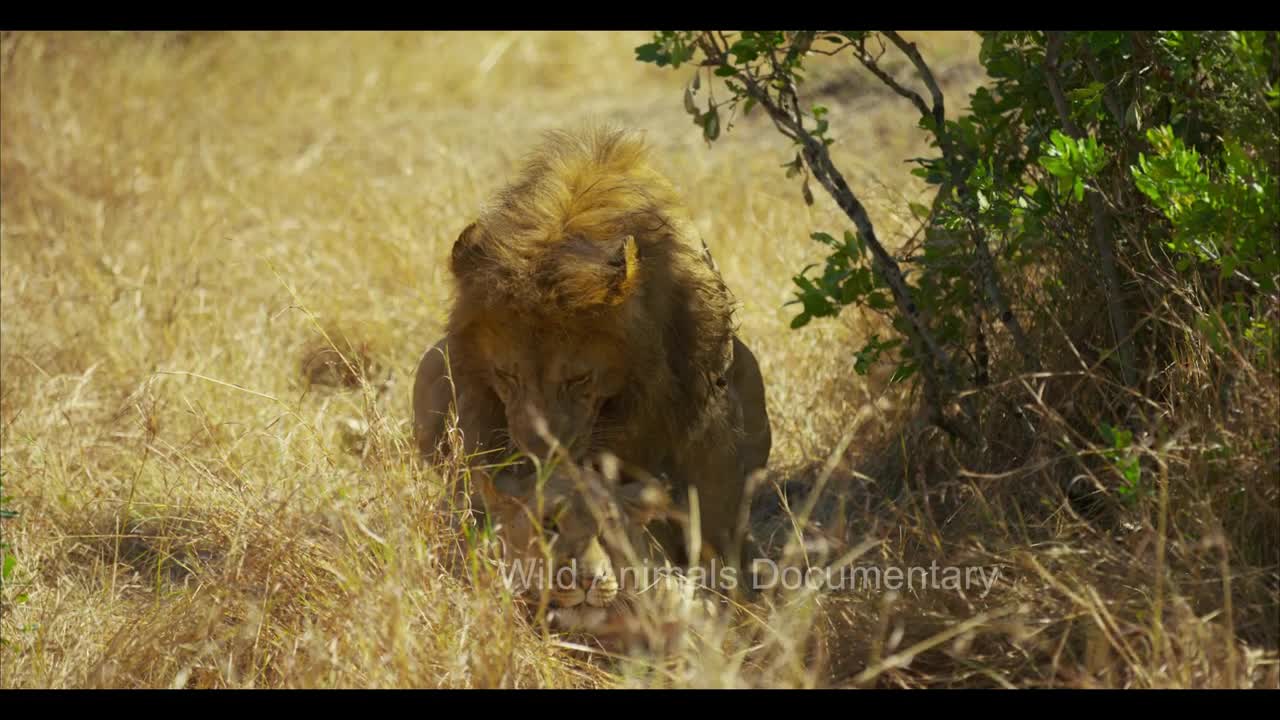 Lioness calling male - Romantic lion and lioness | Wild animals Documentary