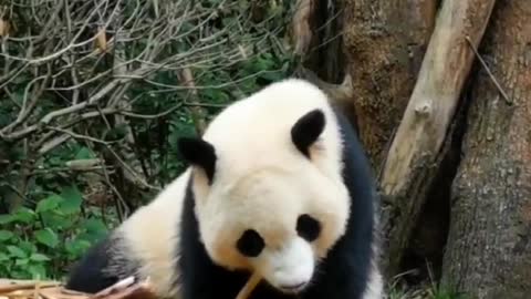 This giant panda is so delicious