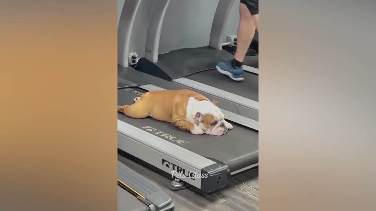 funny animal vedios