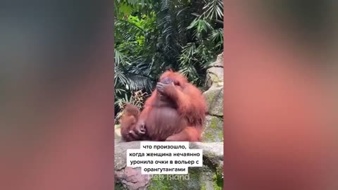 Funny Animal Videos - Monkey