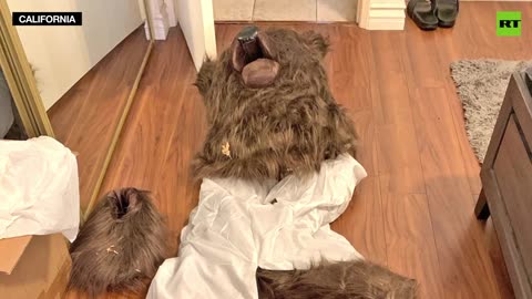 Only in California - Bear attacks turn out to be strange bear costume insurance scam