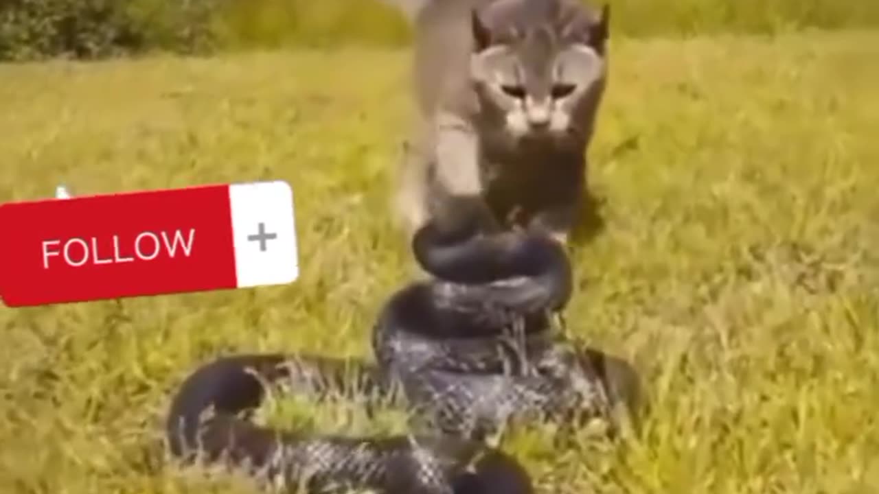 Cat VS Snake