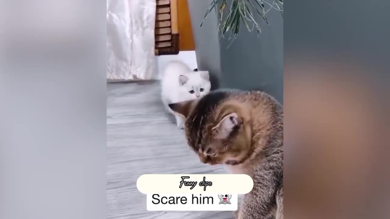 Funny cats😂🤣cat be like: what happened🤣