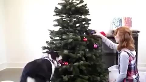 Decorating the Tree