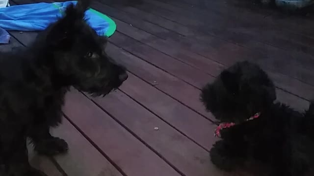 Scottish Terrier not a fan of toy look-alike