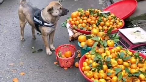 dog buys oranges