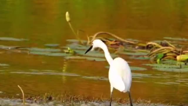The fish jumped in the water and the crane was frightened and jumped quickly