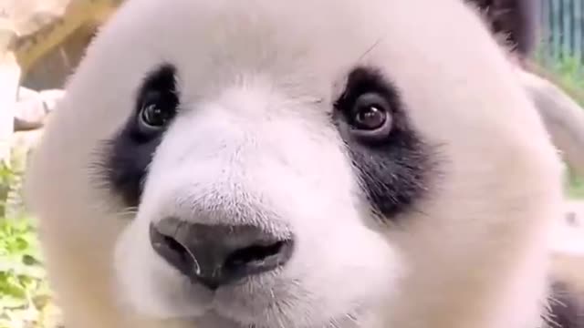 China's giant pandas are lovely