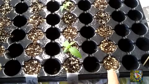 SEED TO HARVEST (VIDEO SLIDES)