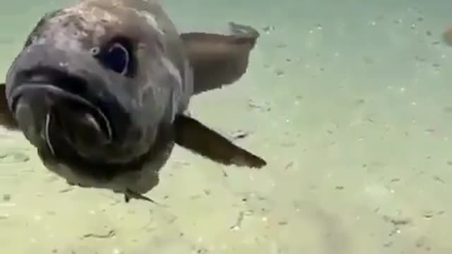 This is a beautiful and charming water-dwelling species