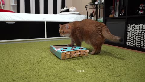 Whac-A-Mole Cat Toy