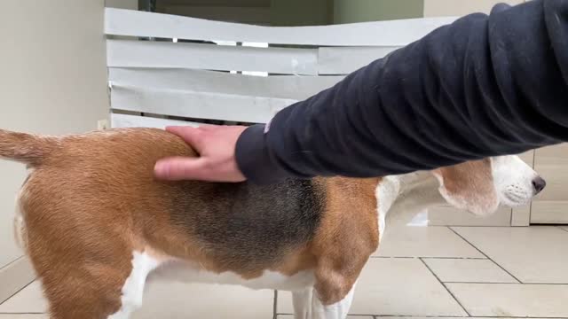 Beagles vs Wall of Toilet Paper!